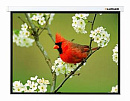 Экран Lumien 165" 305x305см Master Picture LMP-100107 1:1 настенно-потолочный рулонный