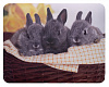 Коврик для мыши Buro BU-M40092 Мини рисунок/кролики 230x180x2мм
