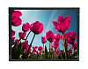 DLD1568-INB-Q01